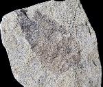 Carya serrifolia (GOEPPERT) - Bild © FossNet FossilienStore